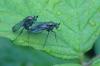 Dolichopus sp.